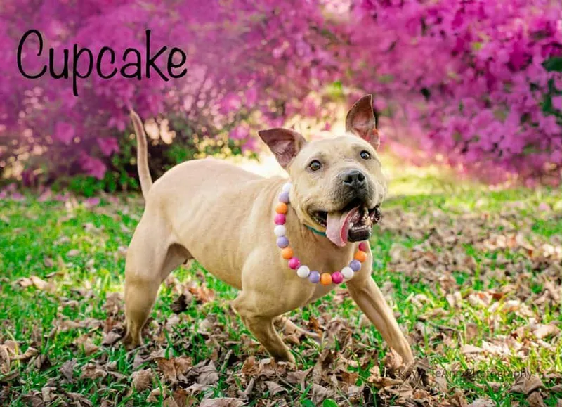 An adult medium-sized female Yellow / Tan / Blond / Fawn Pit Bull Terrier dog named Cupcake for adoption in Lexington, SC