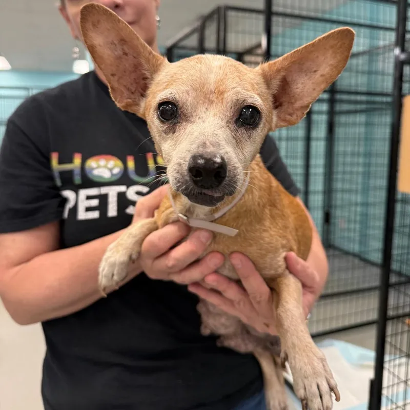 An adult small-sized female Brown / Chocolate Chihuahua dog named Roberta for adoption in Houston, TX