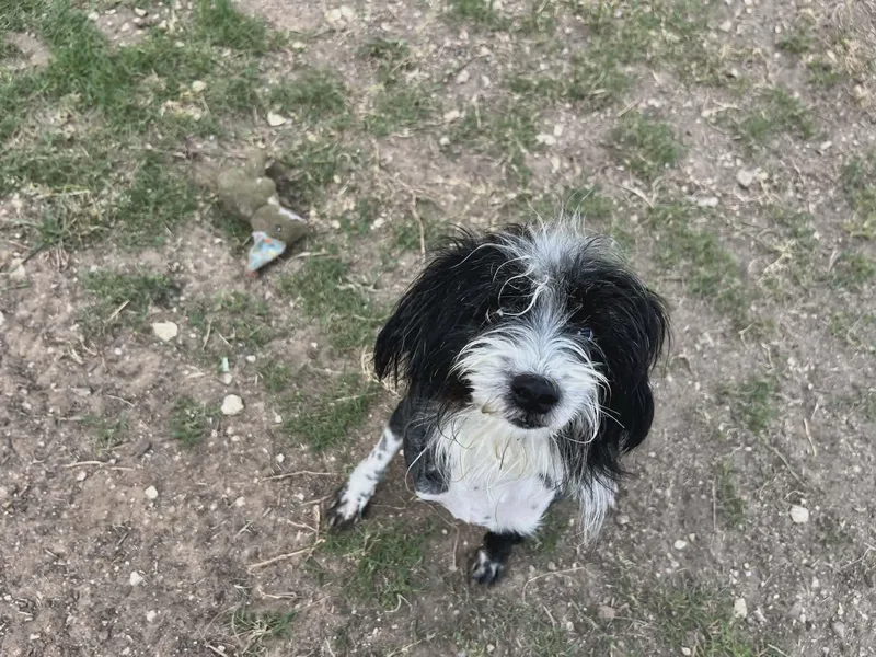 A young small-sized male Terrier dog named Spike for adoption in Elkhorn, WI