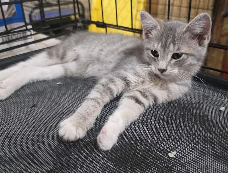 A baby small-sized female Gray / Blue / Silver Domestic Short Hair cat named Chardonnay for adoption in Metamora, IL