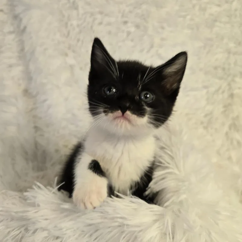 A baby small-sized female Black Domestic Short Hair cat named Hera In Parsonsburg for adoption in Alexandria, VA