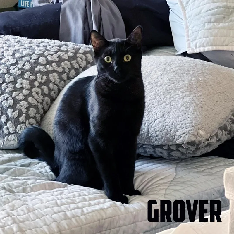 Grover thumbnail 5