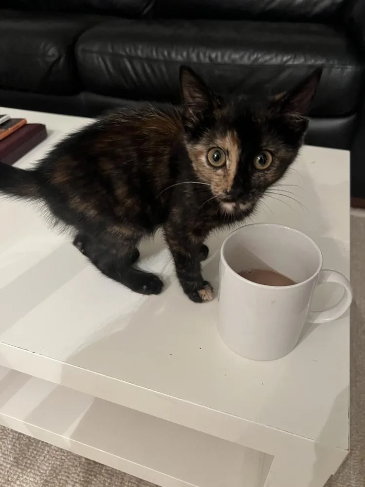 A baby small-sized female Domestic Short Hair cat named Bitty Bufain for adoption in Wilmington, NC