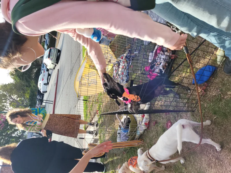 Chocoláte Chiweenie With Vanilla thumbnail 2