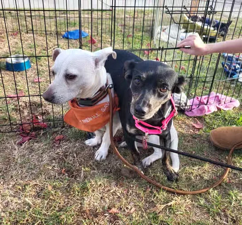 Chocoláte Chiweenie With Vanilla