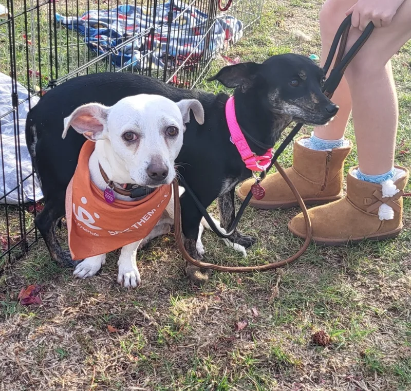 Chocoláte Chiweenie With Vanilla thumbnail 6