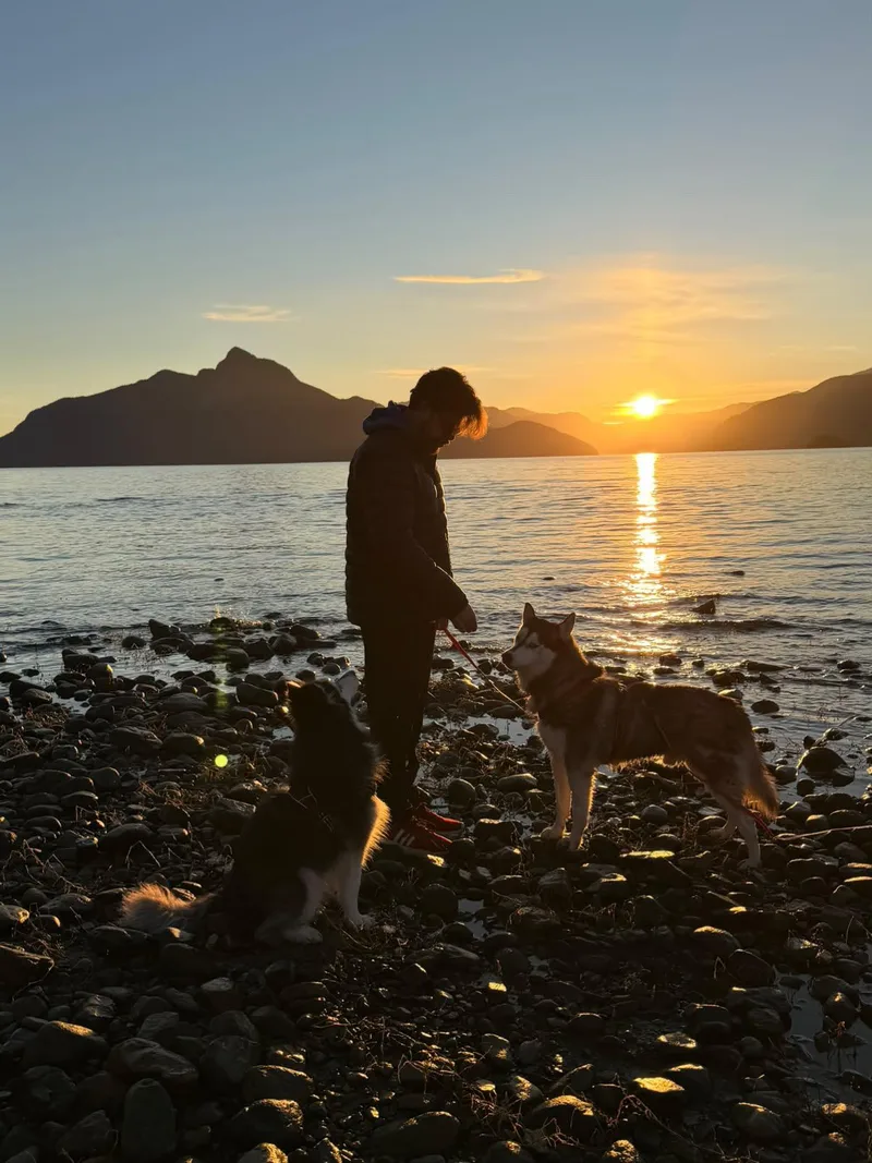 A young medium-sized male Siberian Husky dog named Skye for adoption in Issaquah, WA