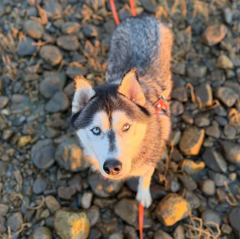 Skye thumbnail 3