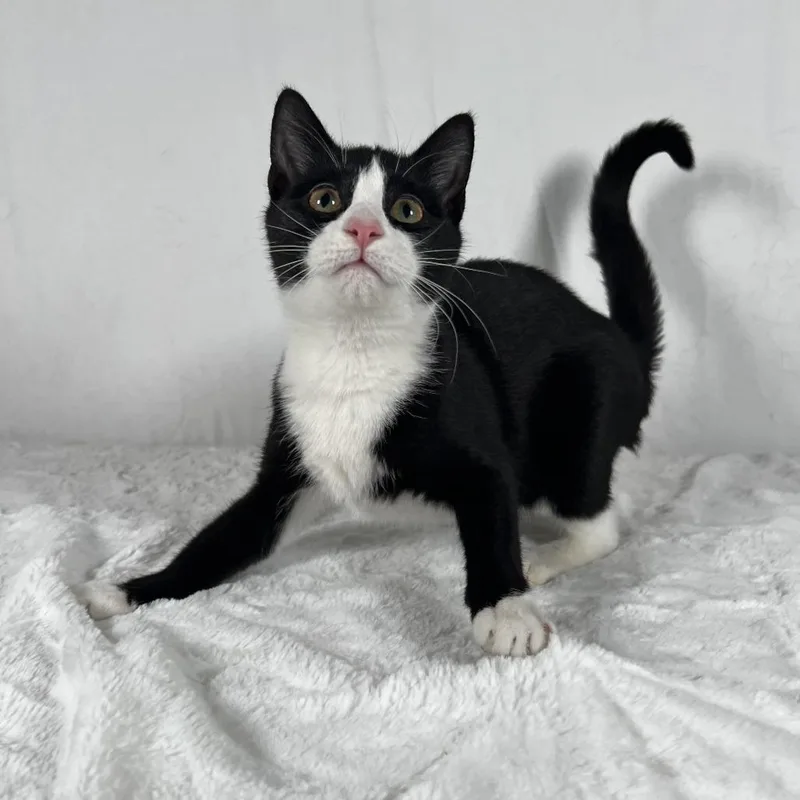 A young small-sized male Black Domestic Short Hair cat named Carmy for adoption in Johnson City, TN