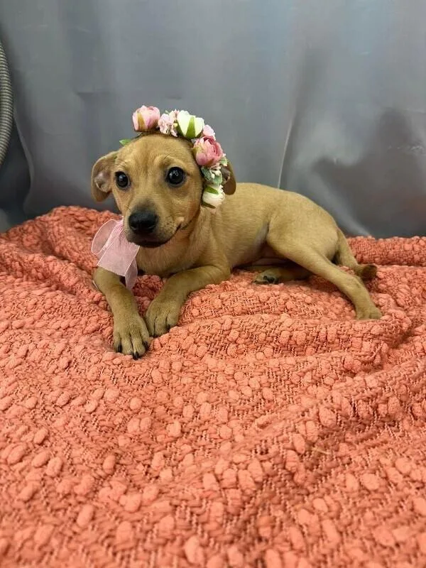 A baby small-sized female Chihuahua dog named Kolache for adoption in New York, NY