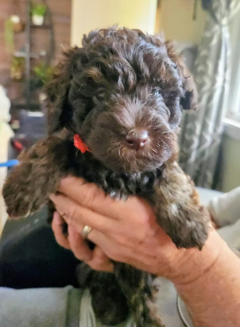 Hershey