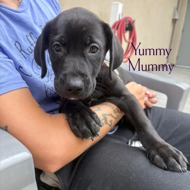 A baby small-sized female Black Pit Bull Terrier dog named Yummy Mummy for adoption in Parkersburg, WV