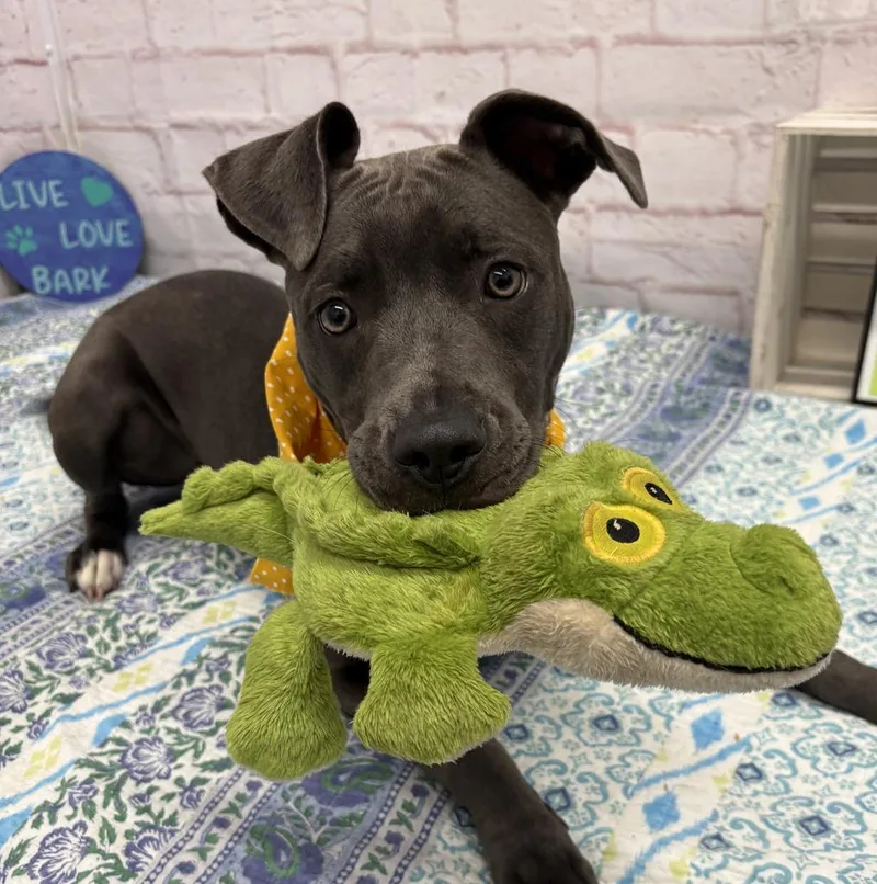 A young medium-sized female Mixed Breed dog named Cardoni for adoption in Detroit, MI