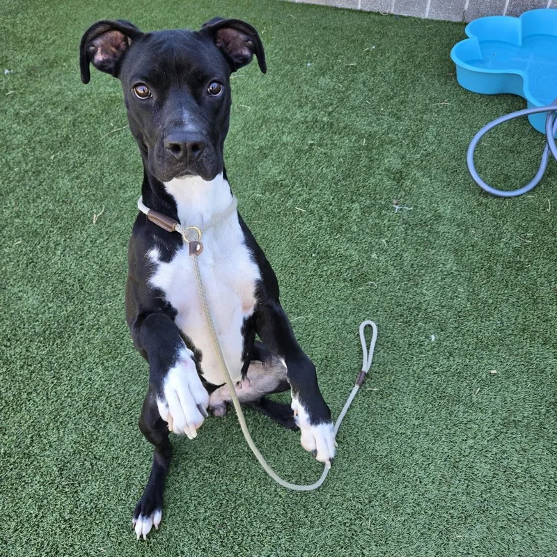An adult large-sized female Black Boxer dog named Chanel for adoption in Chattanooga, TN