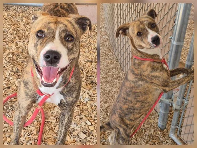 A young medium-sized female Pit Bull Terrier dog named Wendy for adoption in Albuquerque, NM