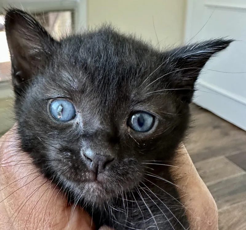 A baby medium-sized female Black Domestic Short Hair cat named Pika for adoption in Houston, TX