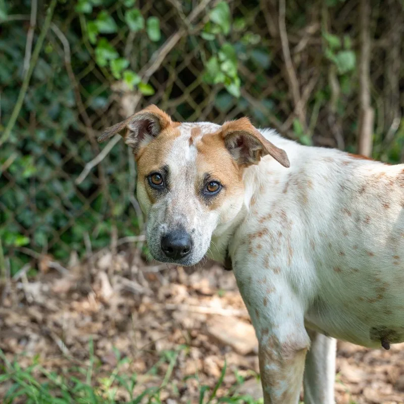 An adult medium-sized female Red / Chestnut / Orange Cattle Dog dog named Maggie for adoption in Gainesville, GA