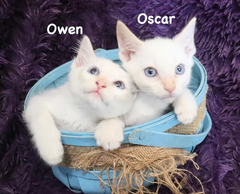 Oscar thumbnail 2
