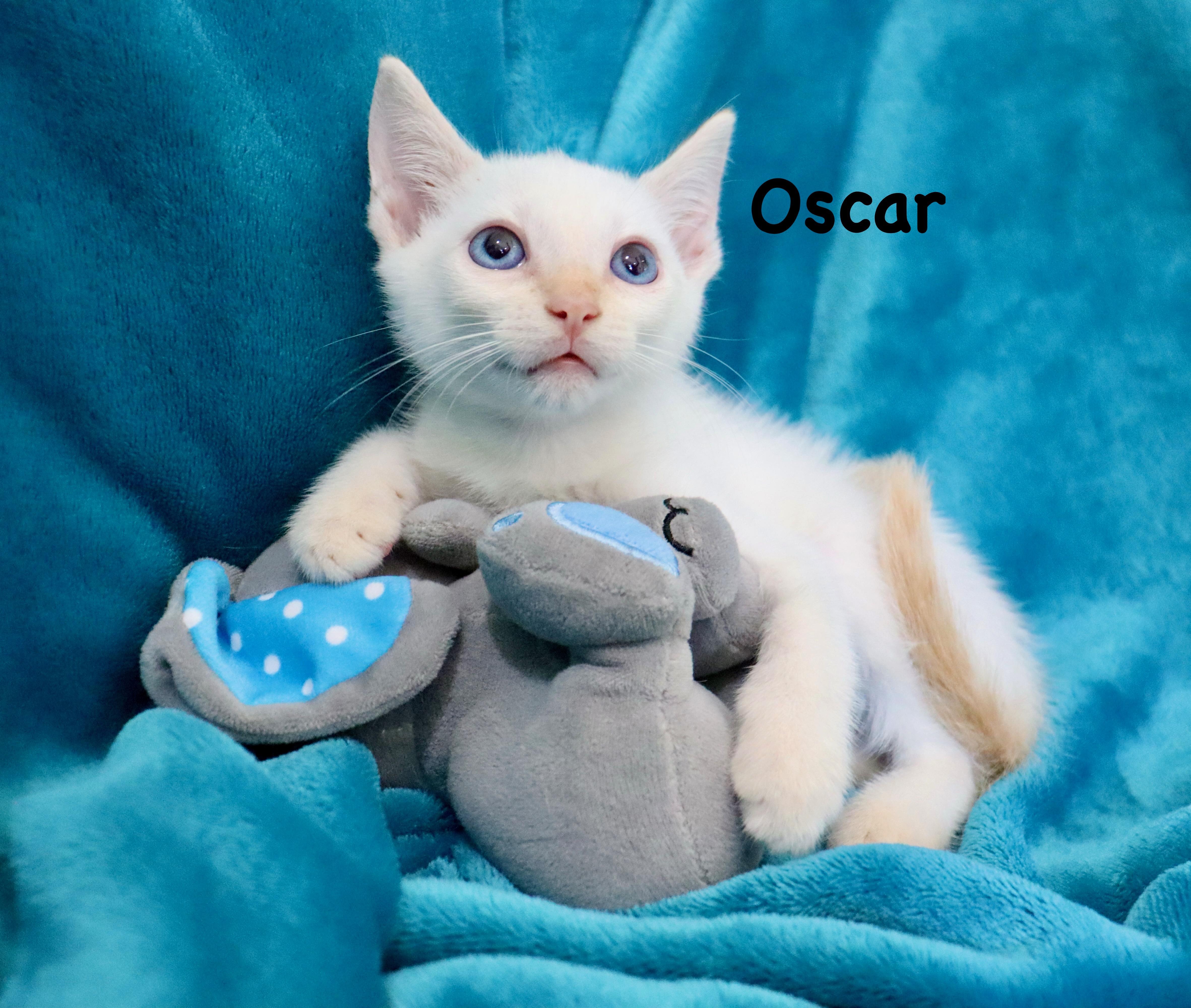 Oscar thumbnail 6