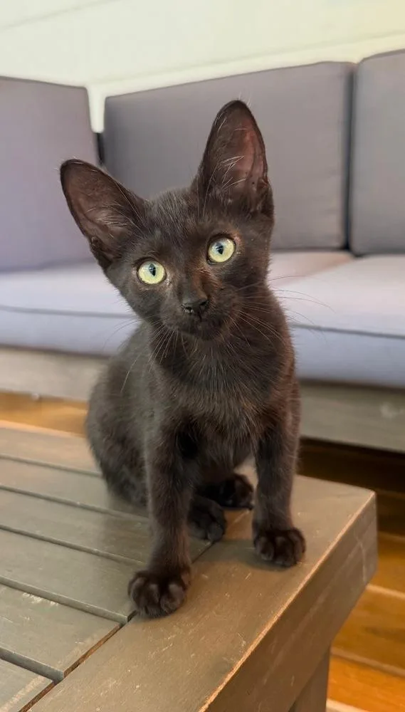 A baby small-sized female Black Domestic Short Hair cat named Bean for adoption in Pulaski, TN