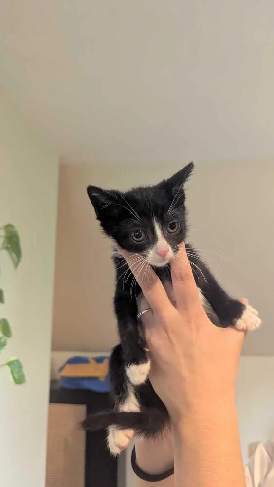 A baby medium-sized male Black & White / Tuxedo Domestic Short Hair cat named Knuckles for adoption in North Brunswick, NJ
