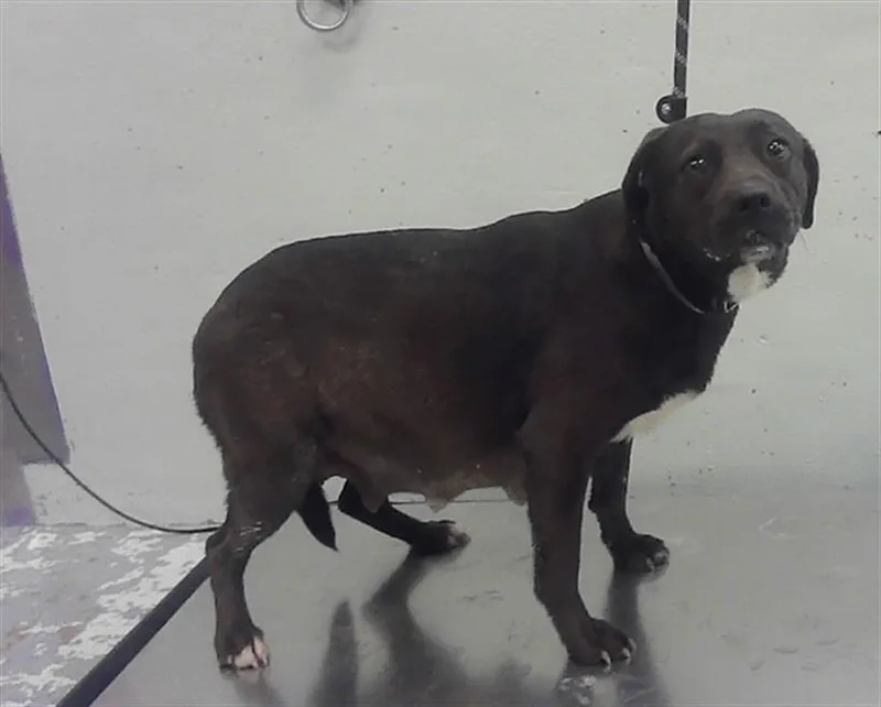An adult medium-sized female Staffordshire Bull Terrier dog named Gina for adoption in Houston, TX