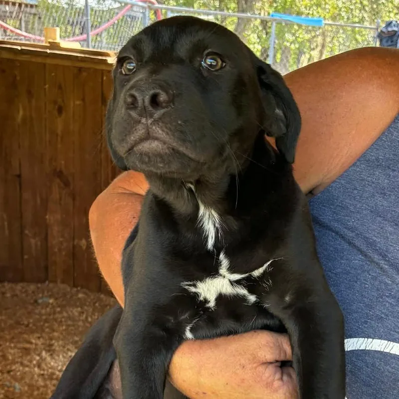 A baby medium-sized female Black Mixed Breed dog named Ann for adoption in Williston, FL
