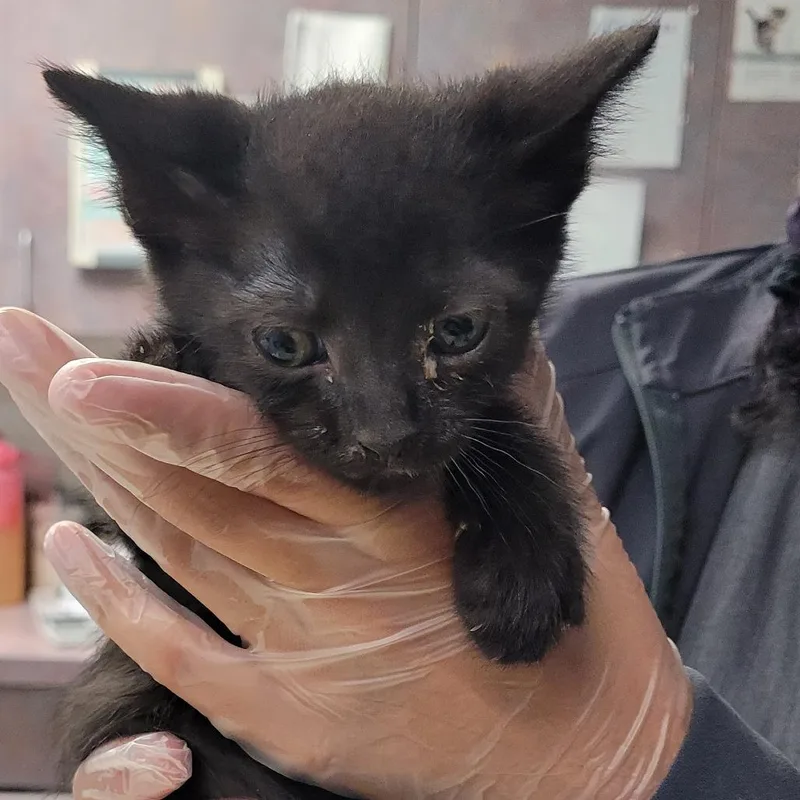 A baby small-sized male Black Domestic Short Hair cat named Speck for adoption in Newark, NJ