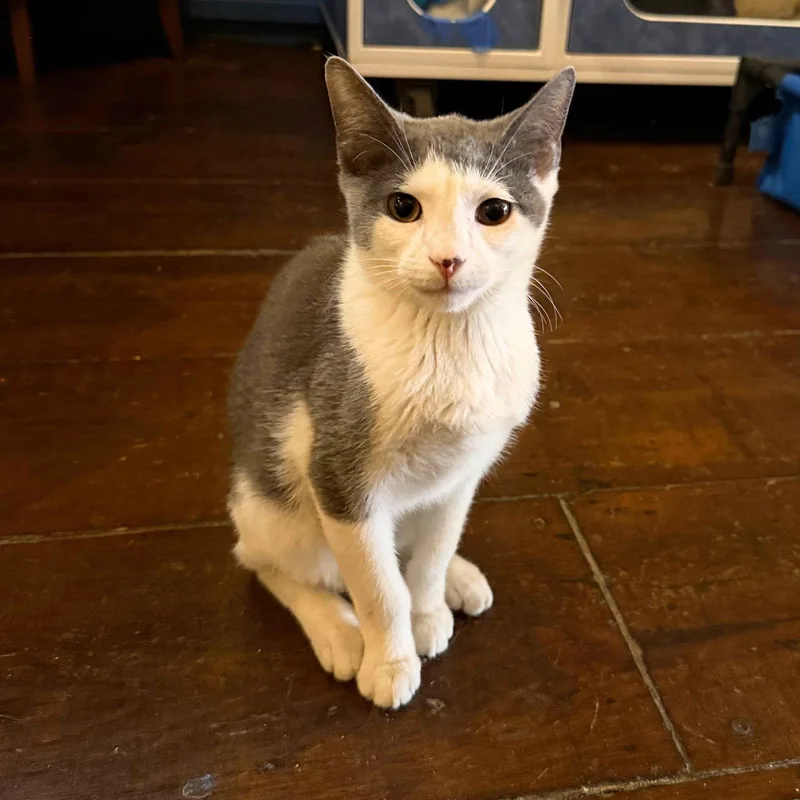 Bradley Cooper thumbnail 2