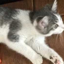 A baby medium-sized female Gray & White Domestic Short Hair cat named Banana for adoption in West Jefferson, OH