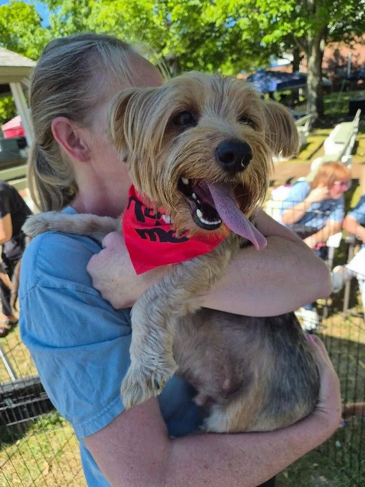 An adult small-sized male Yorkshire Terrier dog named Monk for adoption in Valley Stream, NY