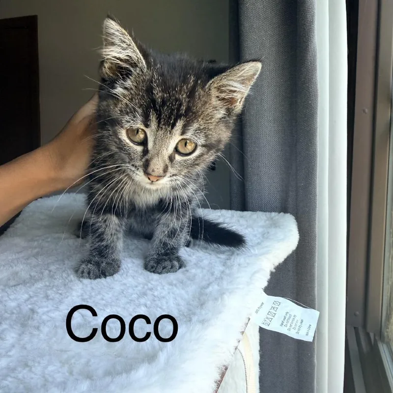 A baby small-sized male Black Domestic Short Hair cat named Coco for adoption in Ferndale, MI