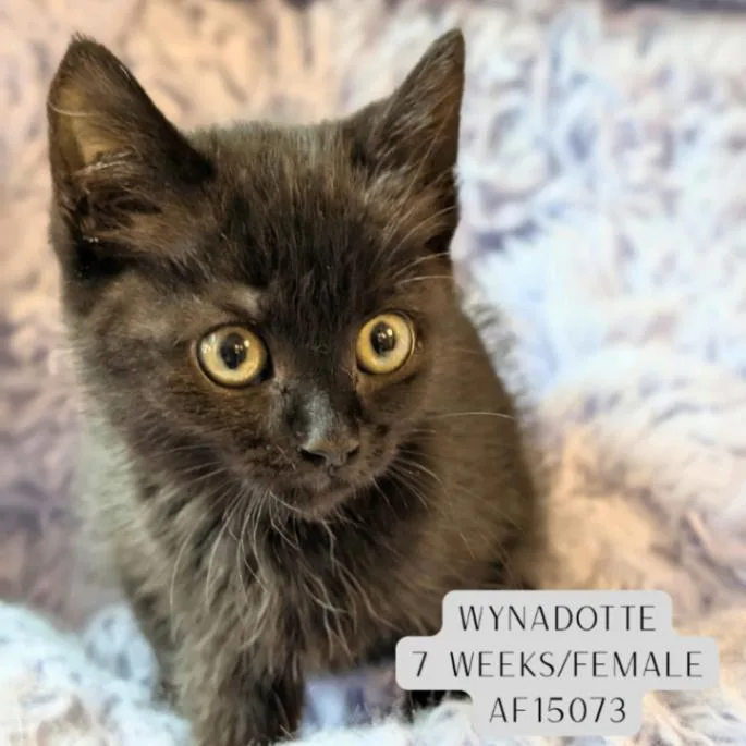 Wynadotte