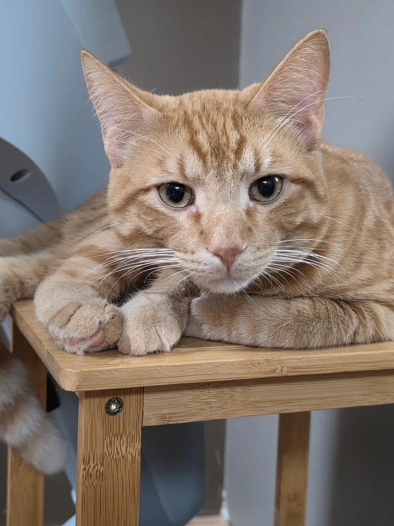 An adult medium-sized male Tabby (Orange / Red) Domestic Short Hair cat named Chip for adoption in Faribault, MN