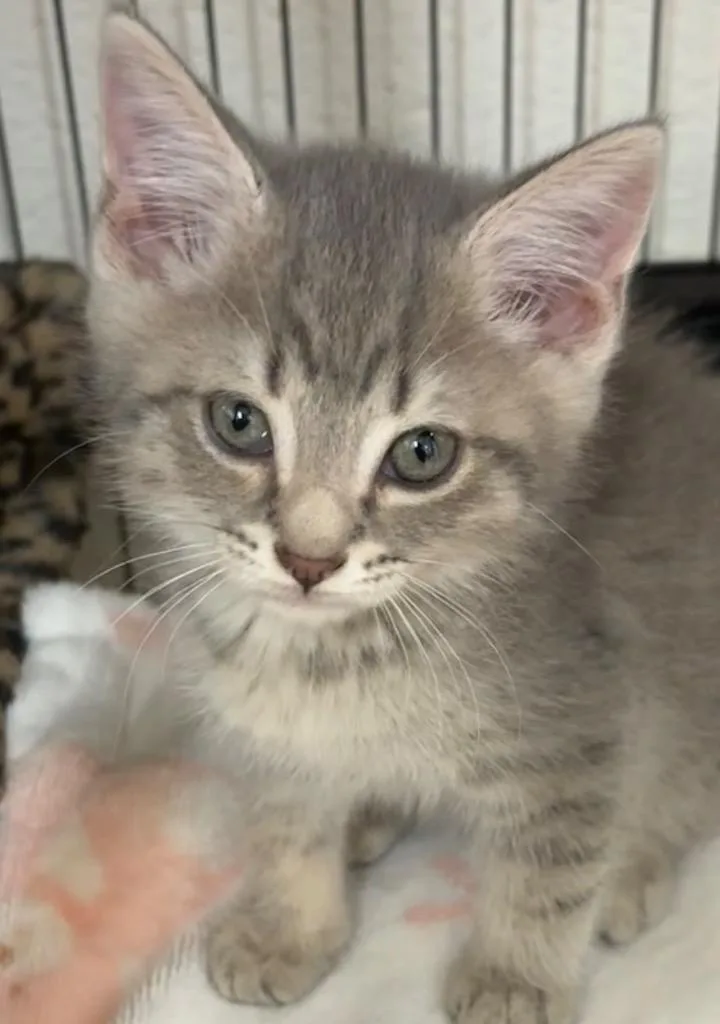 A baby small-sized male Domestic Short Hair cat named Noodle for adoption in Elizabethton, TN