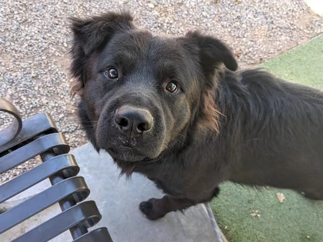 A young large-sized male Chow Chow dog named Chimney for adoption in Phoenix, AZ