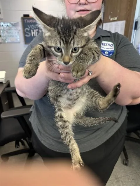 A baby small-sized male Domestic Short Hair cat named Stewert for adoption in Casper, WY