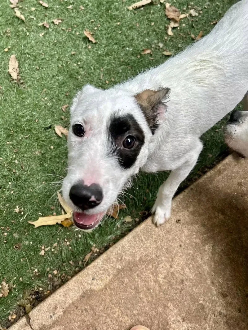 A young medium-sized male Jack Russell Terrier dog named Pirate for adoption in Ball Ground, GA