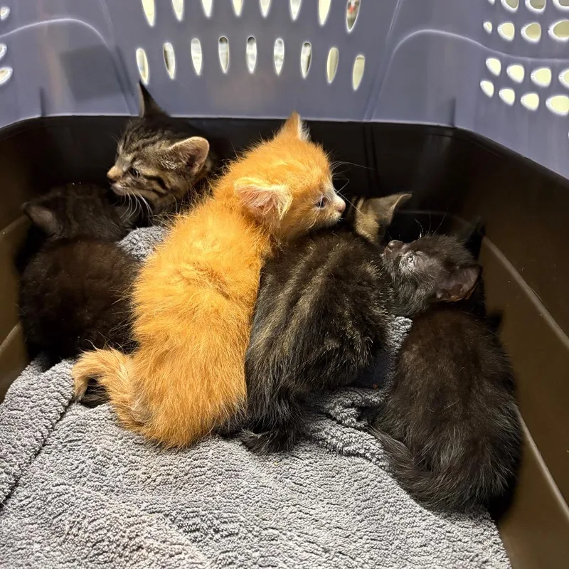 A baby small-sized female Brown / Chocolate Domestic Short Hair cat named Wendy for adoption in Mount Juliet, TN