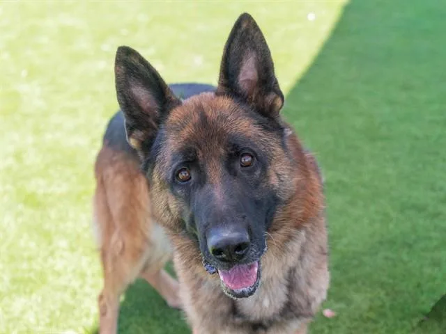 An adult large-sized male German Shepherd Dog dog named Augie Doggie for adoption in Martinez, CA