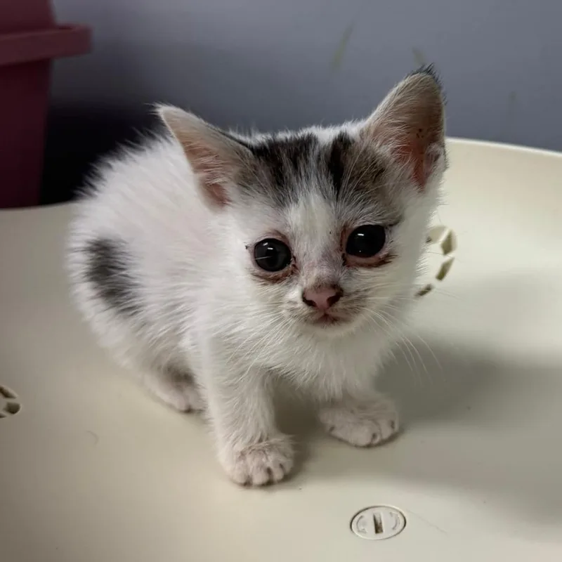 A baby small-sized female White Domestic Short Hair cat named Tetsuko for adoption in Columbus, GA