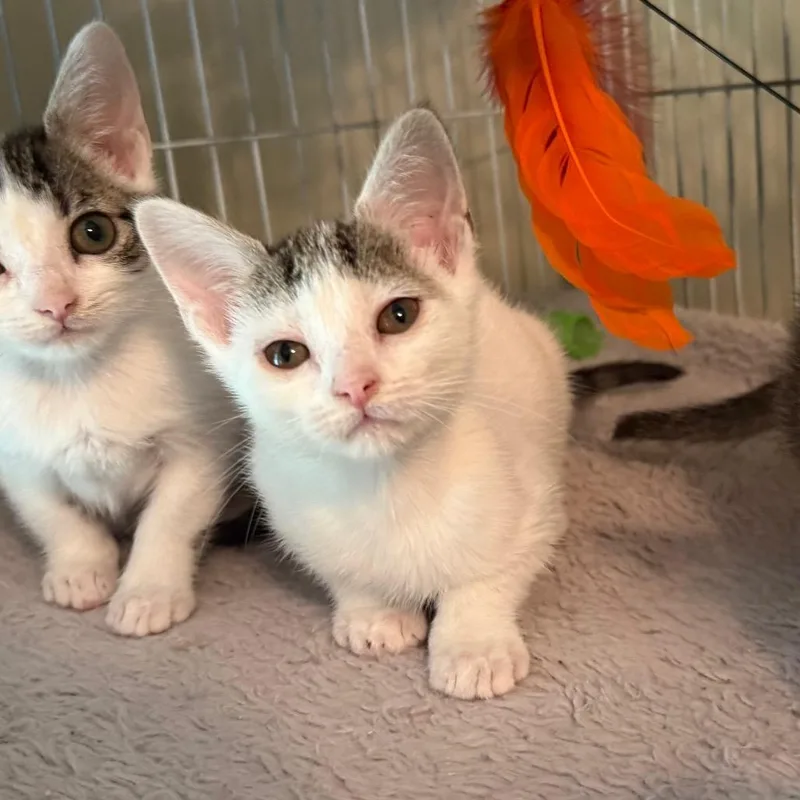 Tetsuko thumbnail 2