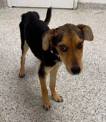 A young small-sized male Black Mixed Breed dog named Dyson for adoption in Kansas City, MO