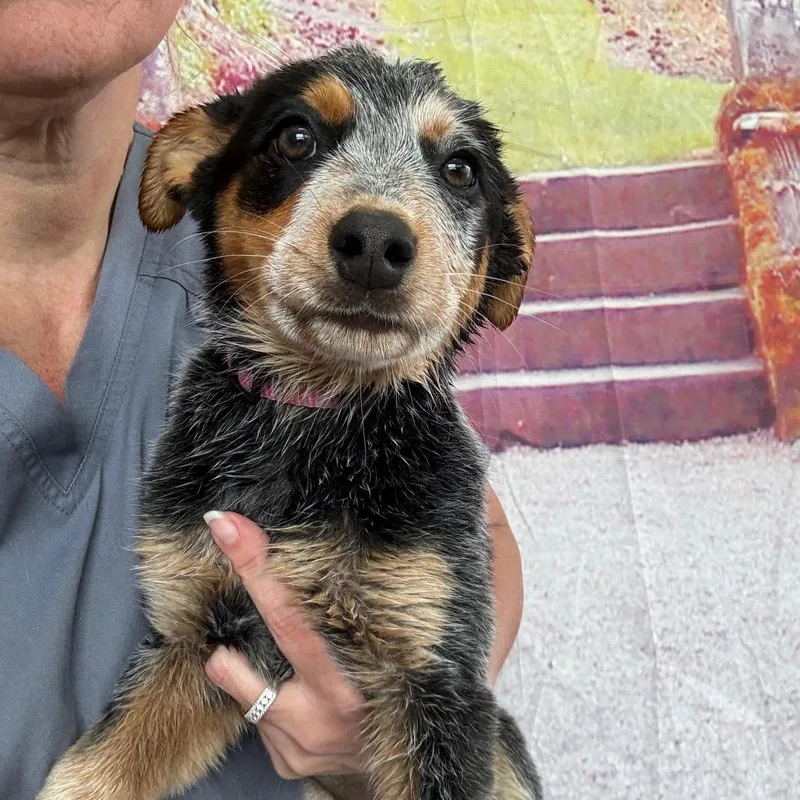 A baby medium-sized female White / Cream Australian Cattle Dog / Blue Heeler dog named Cloud for adoption in Normal, IL