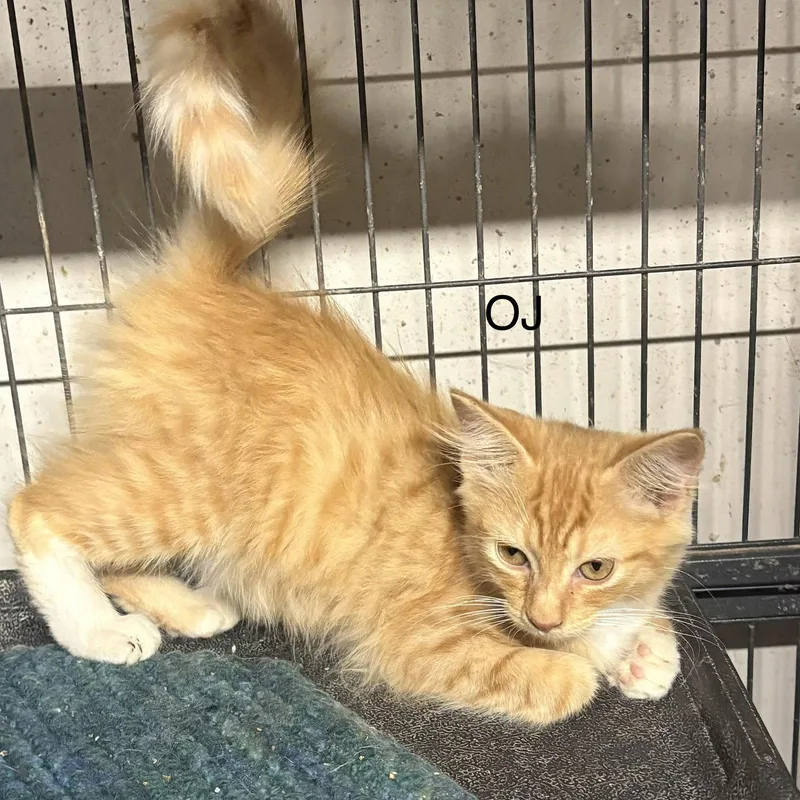 A baby medium-sized male Domestic Short Hair cat named Oj for adoption in White Bluff, TN