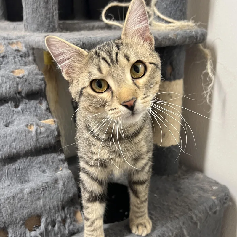 A baby small-sized female Tabby (Brown / Chocolate) Domestic Short Hair cat named Wells for adoption in Spencer, IA