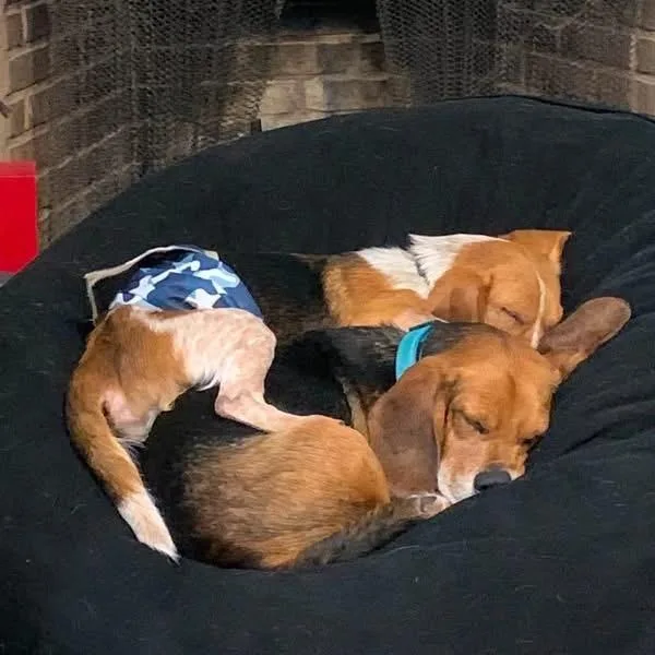 An adult small-sized male Black Beagle dog named Luke for adoption in Fayetteville, GA