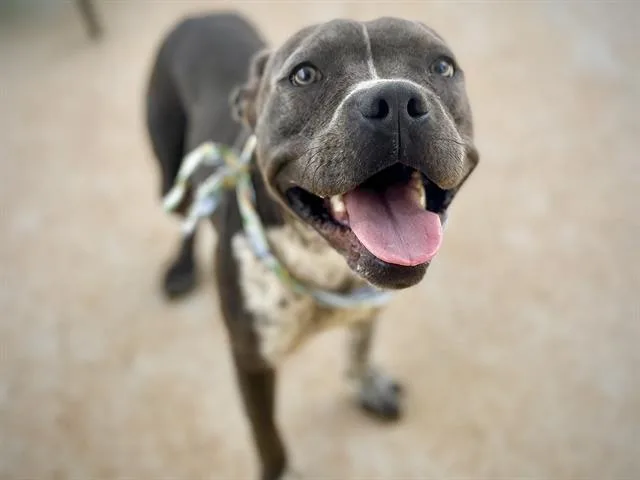 An adult medium-sized male Pit Bull Terrier dog named Pistachio for adoption in Charlotte, NC