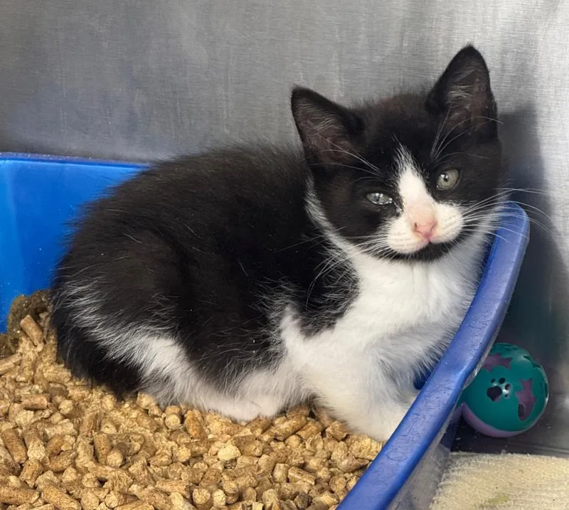 A baby medium-sized female Domestic Short Hair cat named Lisa for adoption in Danielsville, GA