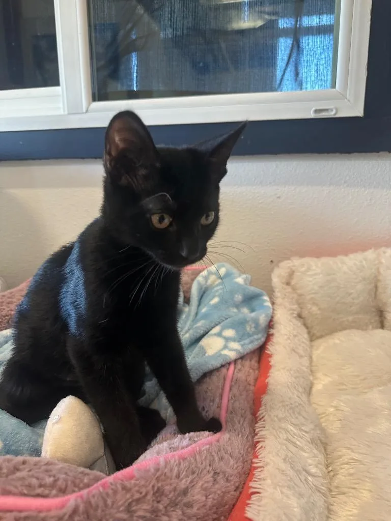A baby small-sized female Domestic Short Hair cat named Sandy @PetSmart Salem for adoption in Newberg, OR